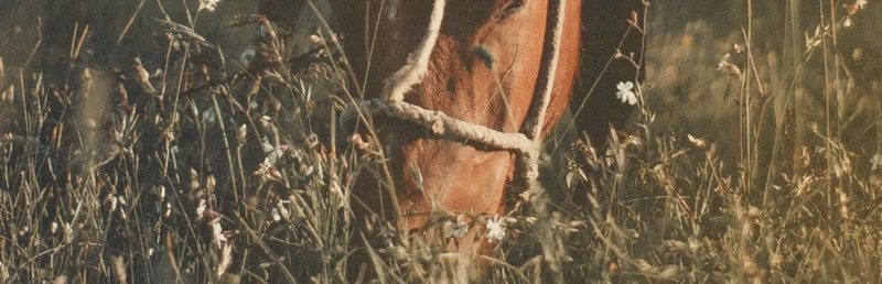 Muso di un cavallo baio con capezza di corda che pascola tra l'erba alta (apri Instagram)